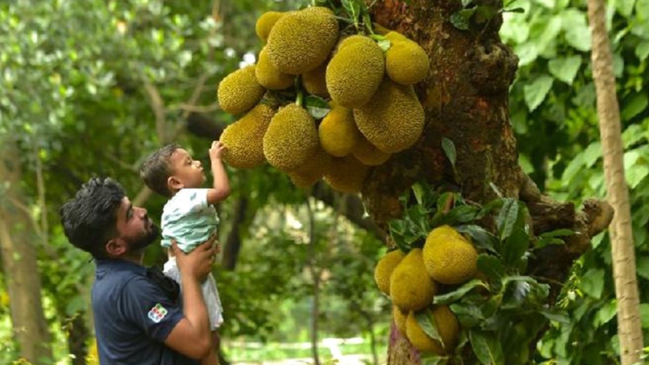 Bangladeş'in başkenti Dakka'da bir çocuk ağaçtan sarkan bir jak meyvesine dokunuyor, 12 Mayıs 2022. (Fotoğraf Xinhua)