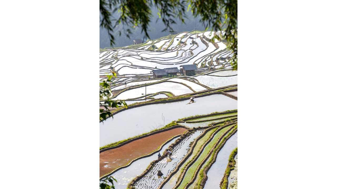Jiabang-kasabasının-Dangniu-köyünde-bir-çeltik-tarlasının-teraslarında-çiftçiler-Lixia-gününde,-yani-yazın-başlangıcında-çalışırken-görülüyor