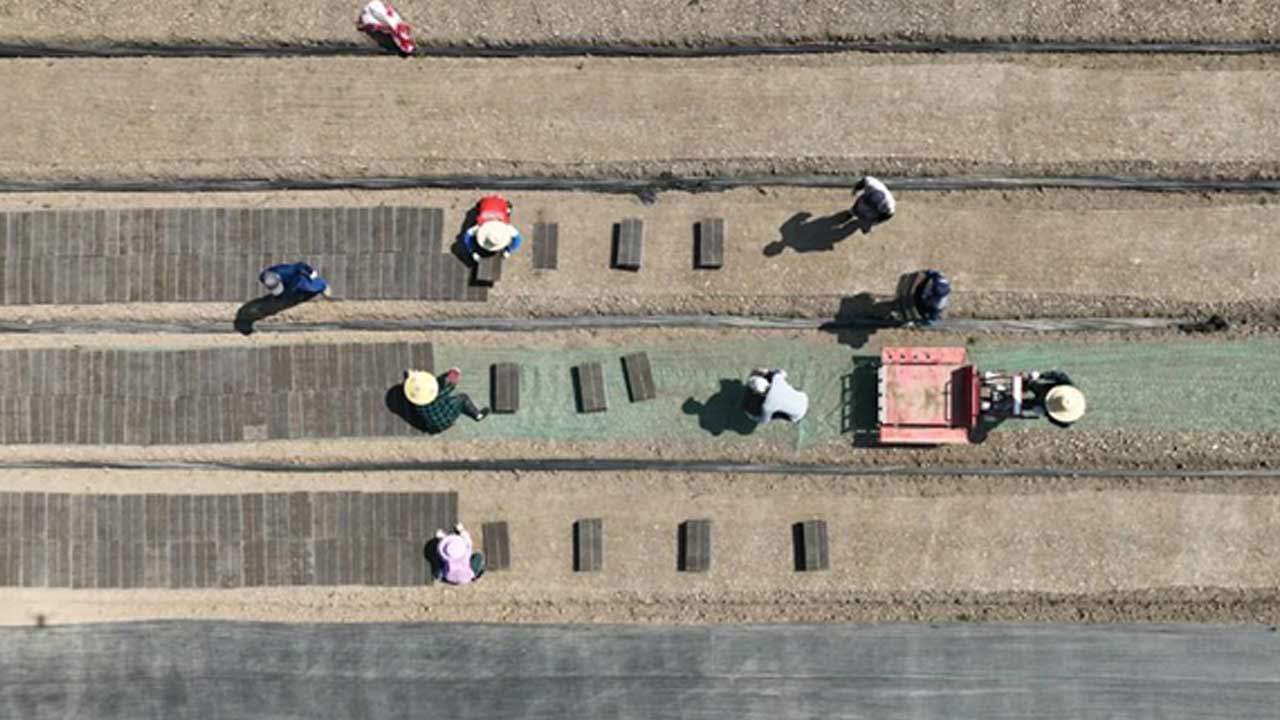 Jiangsu-eyaletinin-Huai'an-şehrinin-Hongze-bölgesindeki-Sanhe-kasabasındaki-bir-tarlada-çiftçiler-Lixia-gününde,-yani-yazın-başlangıcında-çalışırken-görülüyor