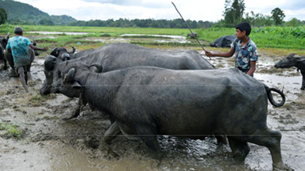 sri lanka 1