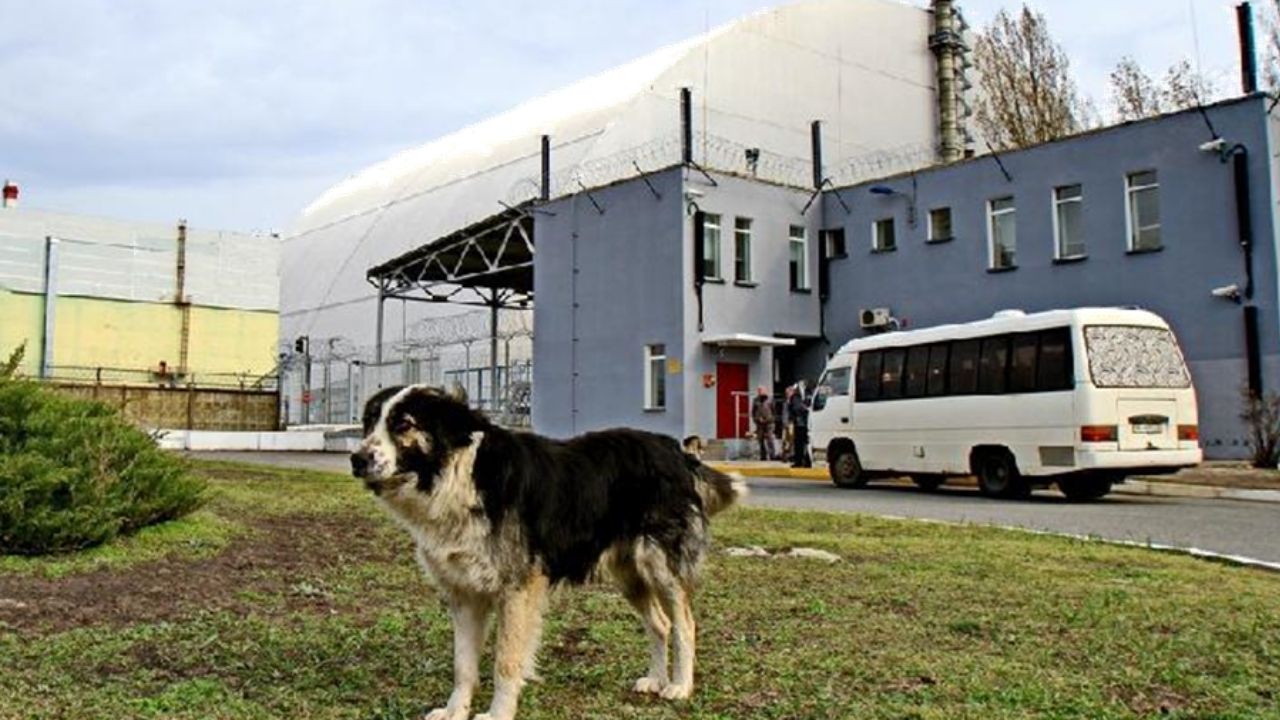 Ukrayna'nın Çernobil kentinde bulunan Çernobil nükleer enerji santralinin tahrip olan ve üzeri yeni bir örtüyle kaplanan 4 numaralı reaktörünün yakınında dolaşan bir köpek görülüyor, 5 Nisan 2017. (Fotoğraf Ch