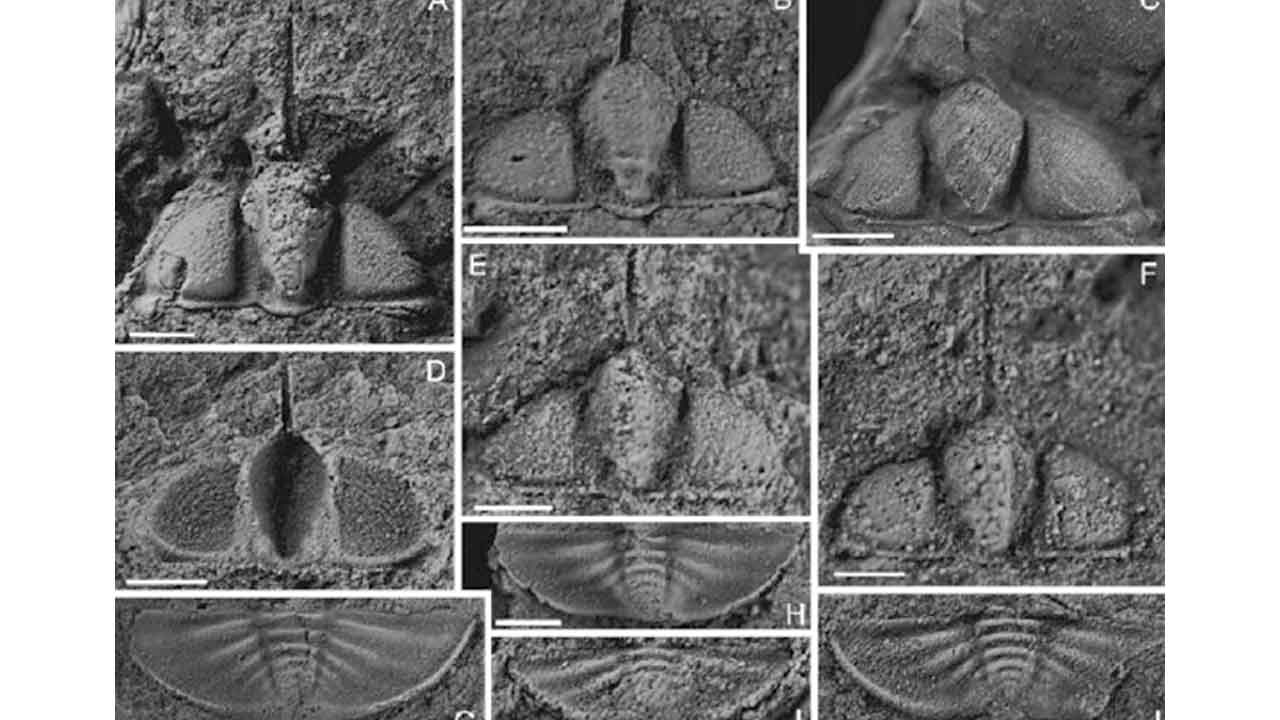 Yunnan-eyaletinin-Zhenxiong-ilçesinde-keşfedilen,-Geç-Ordovisyen-dönemine-ait-yeni-belgelenmiş-trilobit-topluluğu-görülüyor