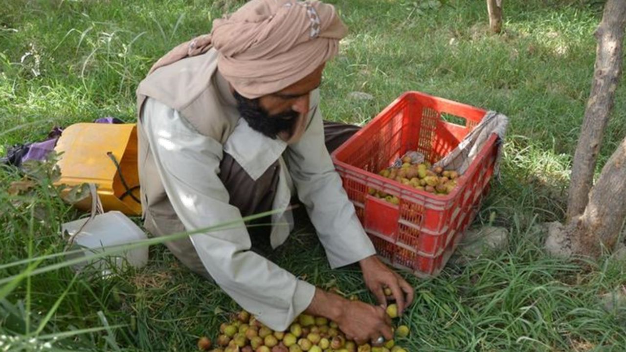 Afganistan'ın Kandahar vilayetinde bir Afgan çiftçi incir hasadı yapıyor, 21 Temmuz 2022. (Fotoğraf Saullah SeiamXinhua)