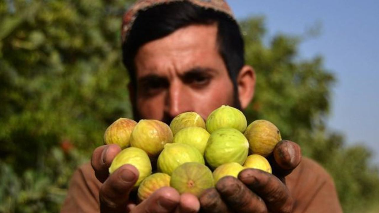 Afganistan'ın Kandahar vilayetinde bir Afgan çiftçi incir hasadı yapıyor, 21 Temmuz 2022. (FotoğrafSaullah SeiamXinhua) (1)