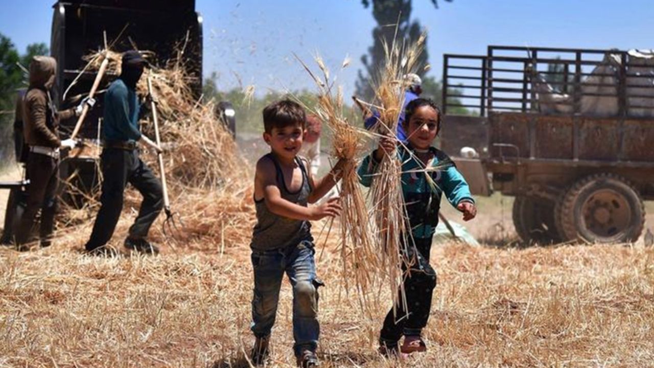 Suriye'nin başkenti Şam'ın kırsal kesimlerinde buğday hasat eden çiftçiler ve çocuklar, 27 Haziran 2022. (Fotoğraf Ammar SafarjalaniXinhua)