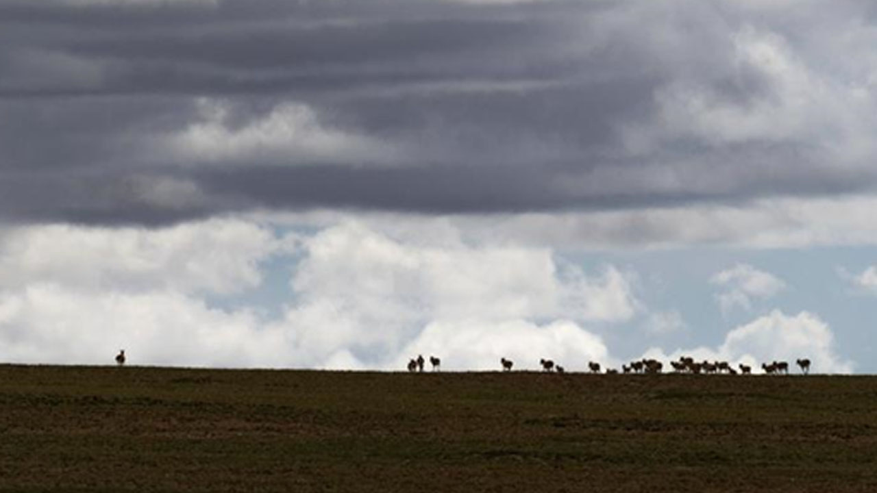 tibet antilopları 3