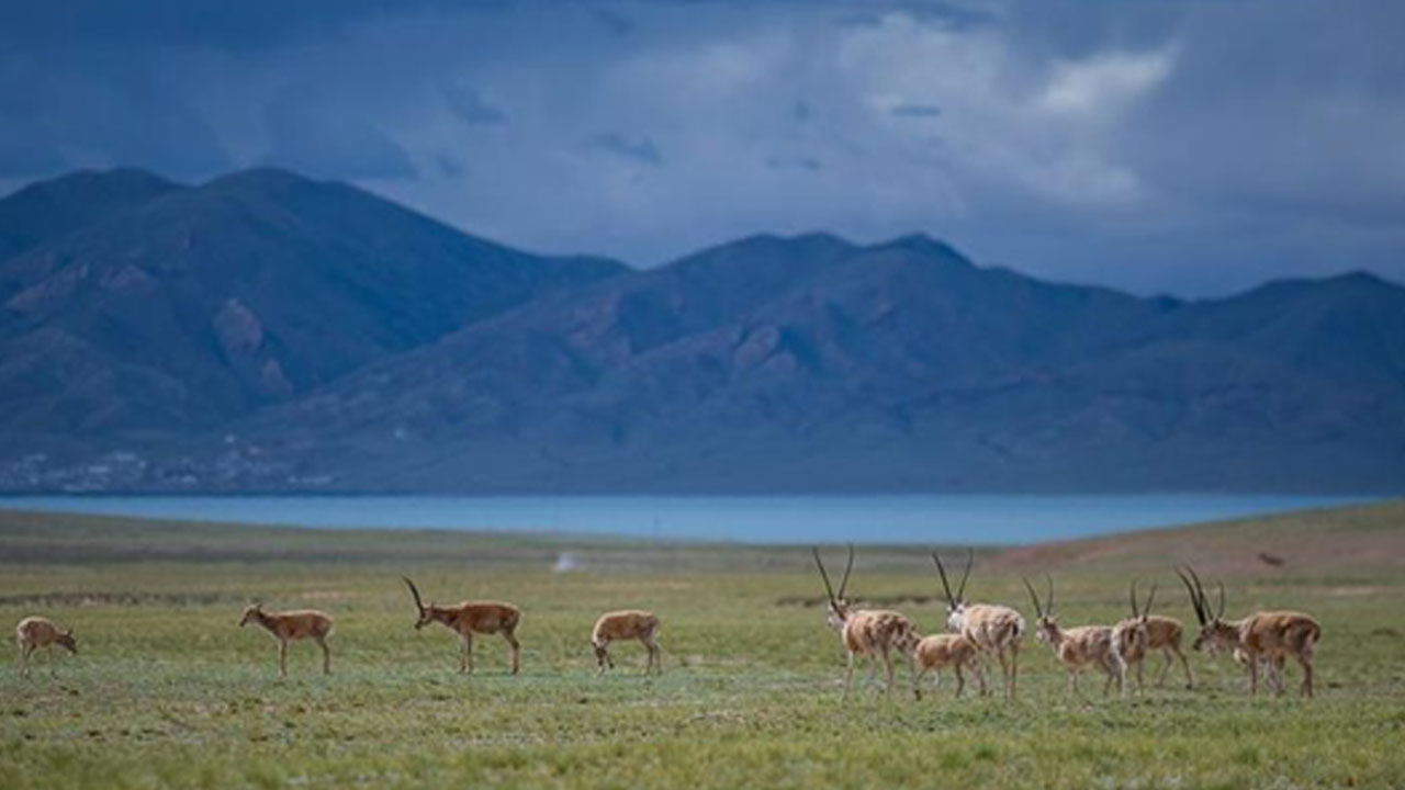 tibet antilopları 7