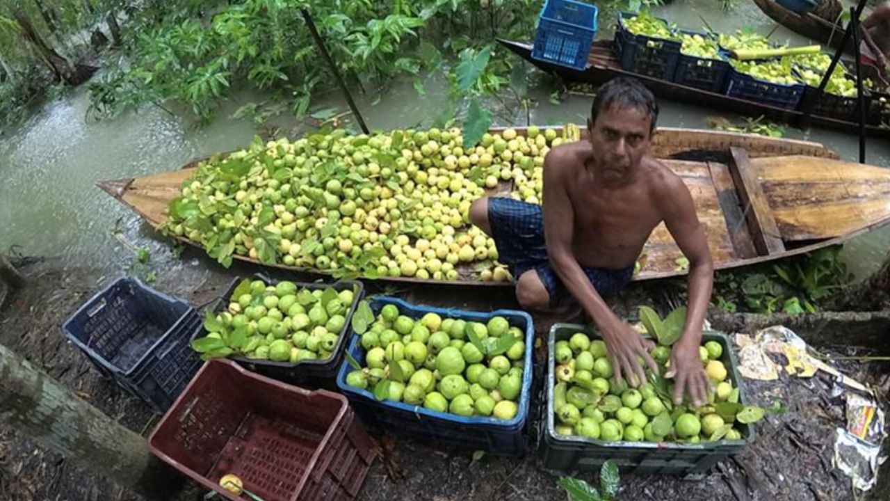 Albüm Bangladeş'te guava hasadının keyfi sürüyor (3)