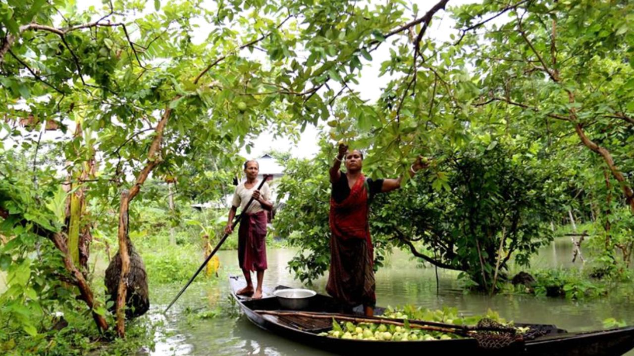 Albüm Bangladeş'te guava hasadının keyfi sürüyor (4)