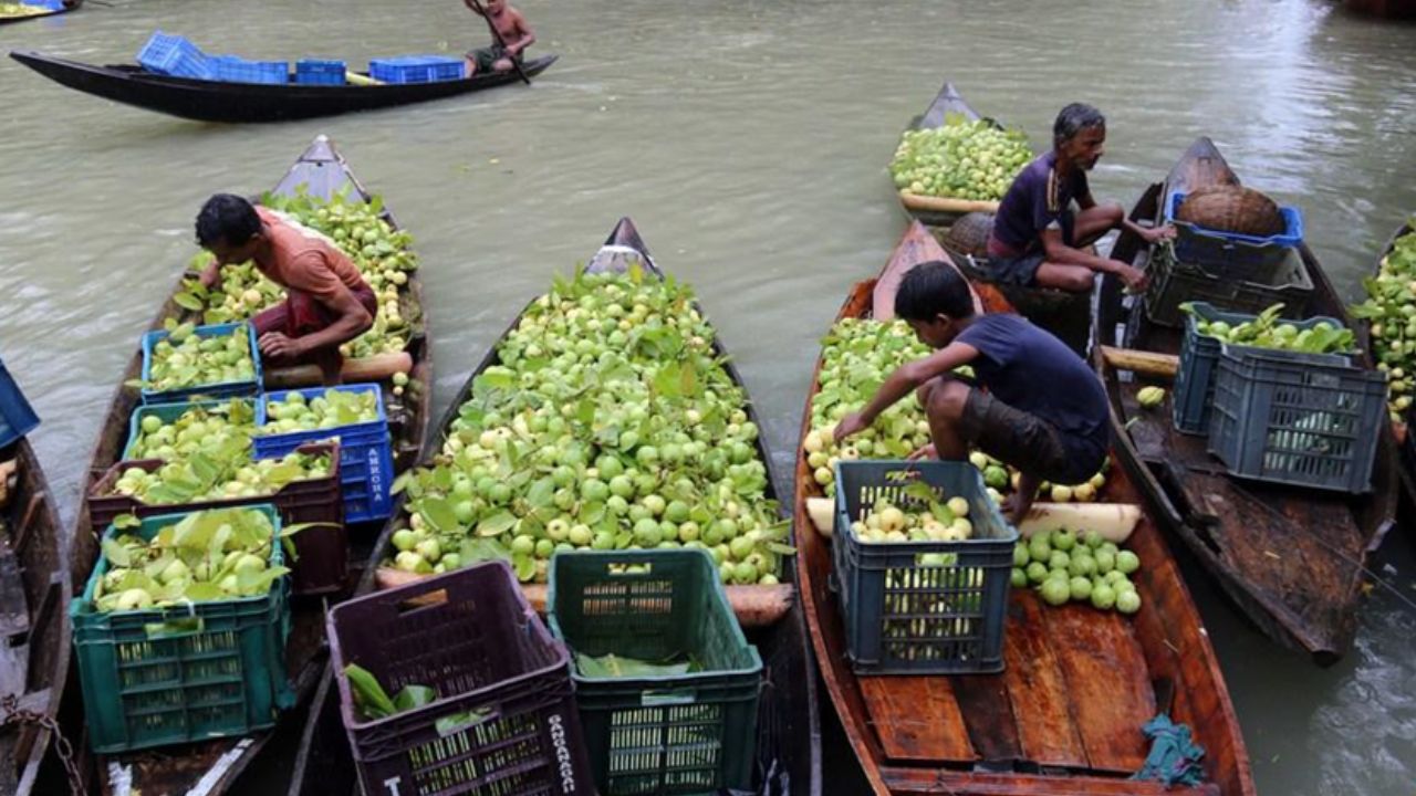 Albüm Bangladeş'te guava hasadının keyfi sürüyor (6)