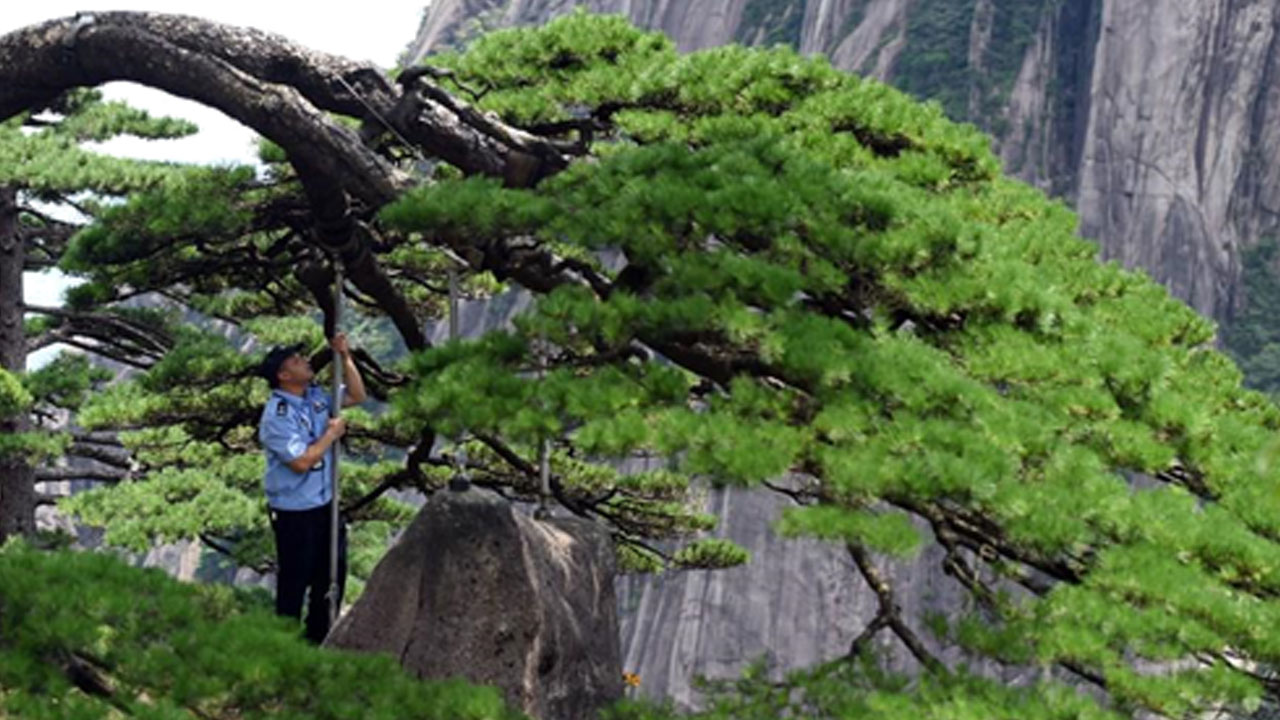 Huangshan Dağı 2