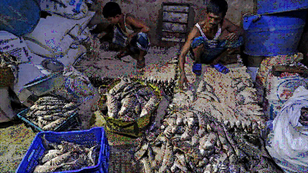 hilsa 4