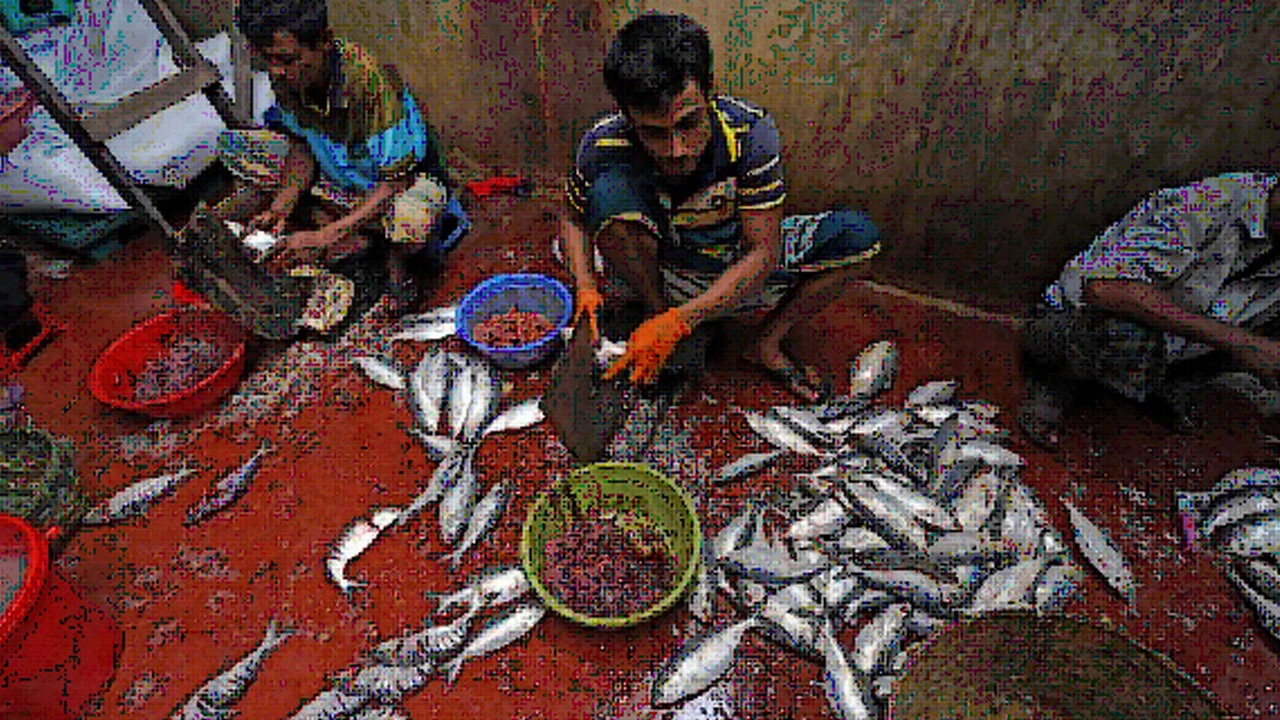 hilsa 6