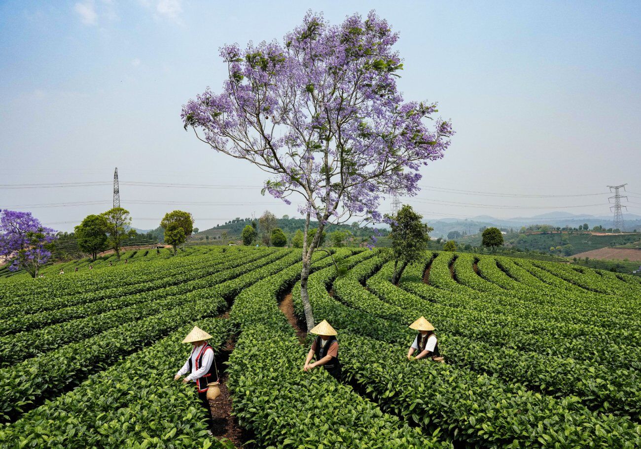Çin'in Yunnan eyaletinde çay hasadı başladı